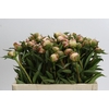 Paeonia Alertie