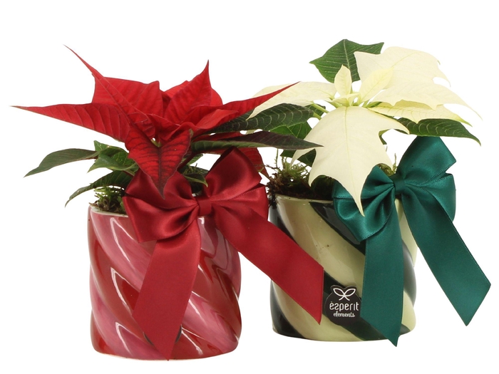 <h4>61771: X-mas arrangement</h4>