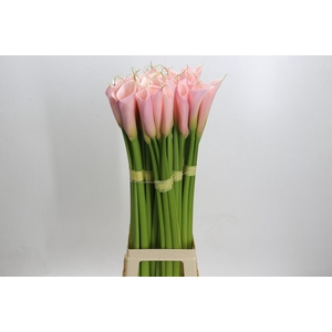 Zantedeschia Eydolls Pink