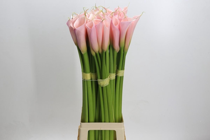 Zantedeschia Eydolls Pink