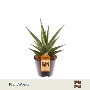Sansevieria Blue Dancing Queen