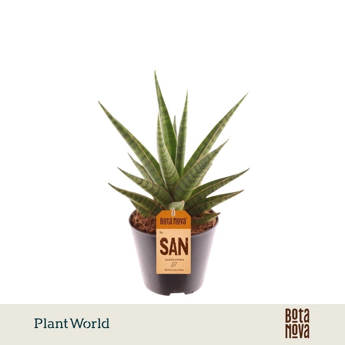<h4>Sansevieria Blue Dancing Queen</h4>