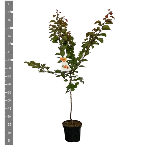 <h4>Prunus a. Bergeron (Abrikoos), Struik</h4>