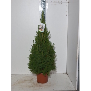 PICEA GL CONICA