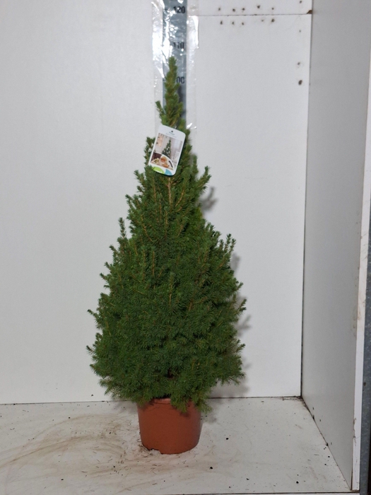 <h4>PICEA GL CONICA</h4>