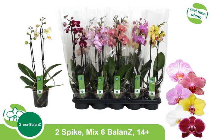 <h4>PHAL GEM 6 KL</h4>