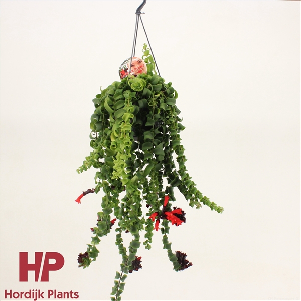 <h4>Aeschynanthus 'Rasta'</h4>