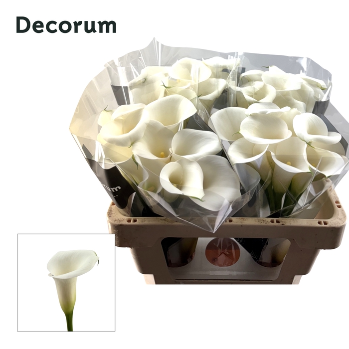<h4>Calla Ivory Art Future</h4>