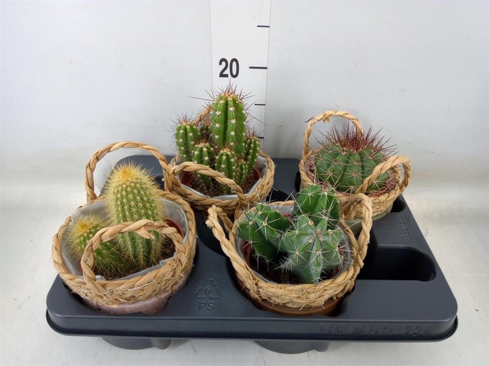 <h4>Cactus   ...</h4>