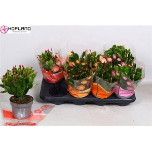 Schlumb Gem 3 Kl 50+