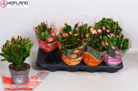 <h4>Schlumb Gem 3 Kl 50+</h4>