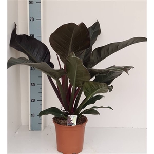 Philodendron Im.Red