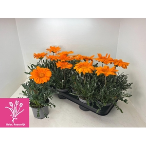 GAZ GAZOO CL ORANGE