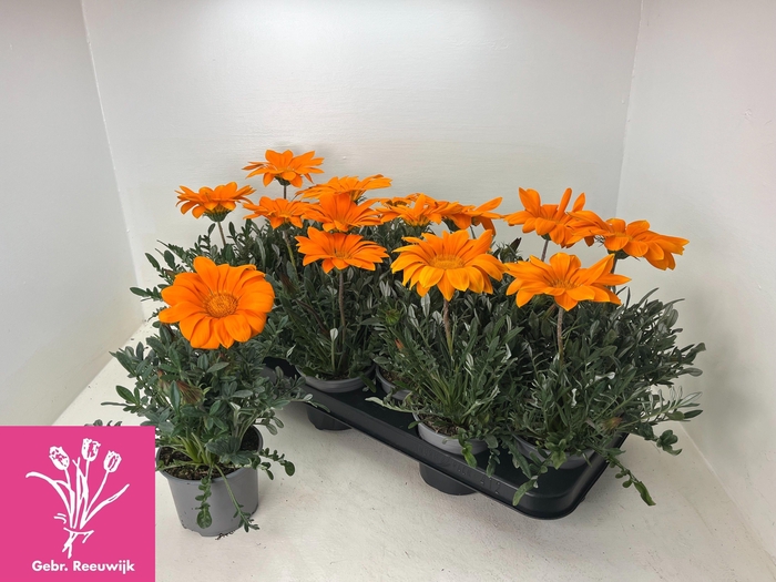 <h4>GAZ GAZOO CL ORANGE</h4>