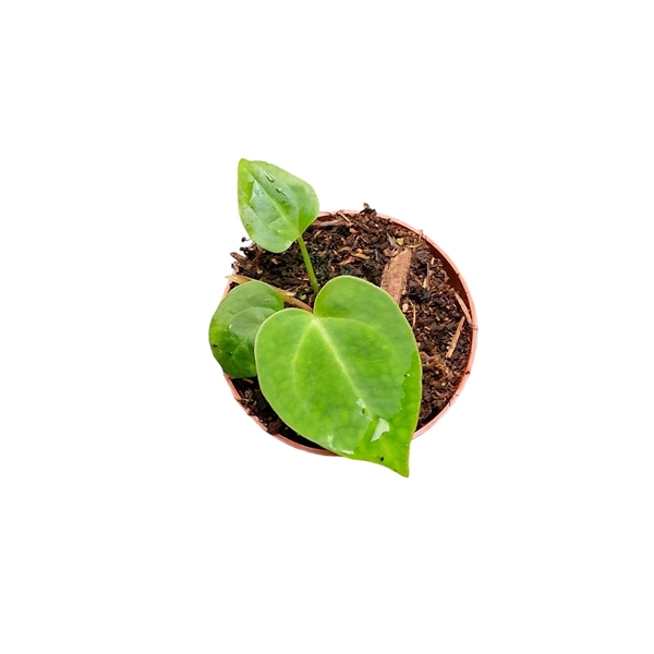 <h4>Anthurium Magnificum</h4>