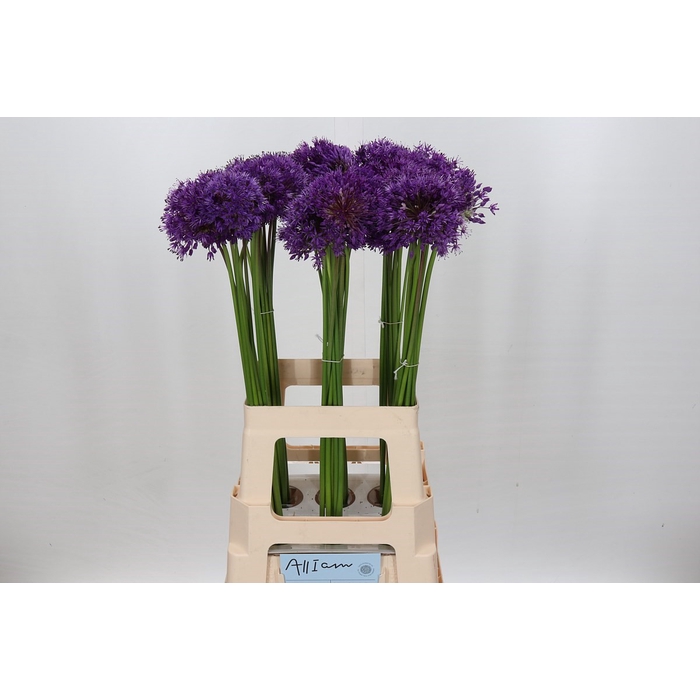<h4>Allium Purple Sensation</h4>