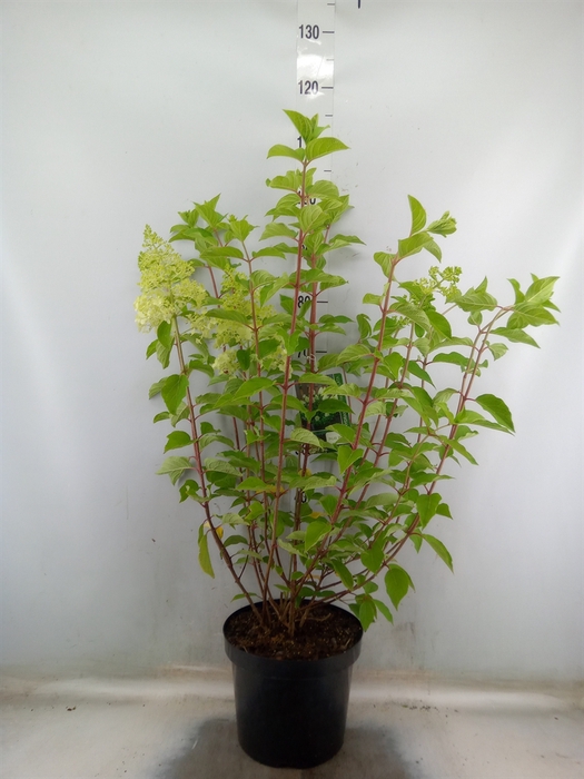 <h4>Hydrangea pan.</h4>