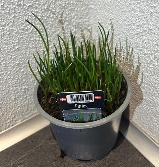 <h4>ALLIUM SCHOENOPRASUM/PURLÏG.   P10</h4>
