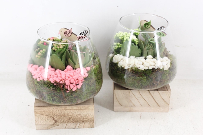 Arr2 Pl - Glas Konisch Hout - Roze/wit