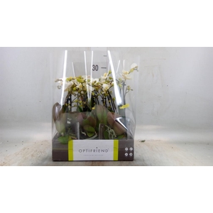 Phalaenopsis multi.   ...white