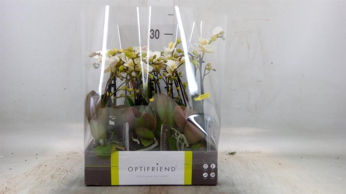 <h4>Phalaenopsis multi.   ...white</h4>
