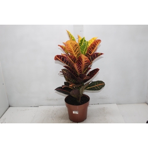 CROTON HIBRIDO PETRA P17