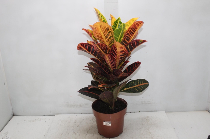 <h4>CROTON HIBRIDO PETRA P17</h4>