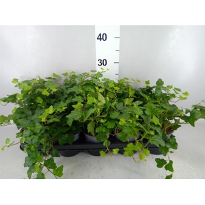 Hedera helix 'Wonder'
