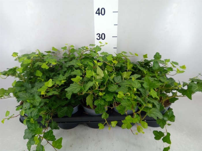 <h4>Hedera helix 'Wonder'</h4>