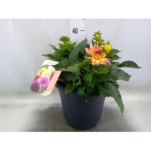 Dahlia   ...from seeds/cuttings