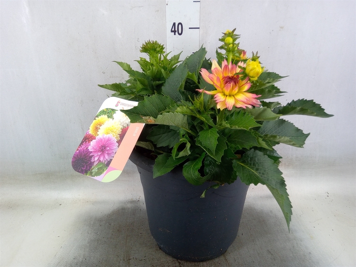 <h4>Dahlia   ...from seeds/cuttings</h4>