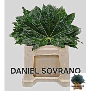 FATSIA JAPONICA BLAD