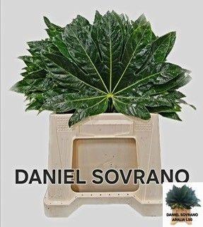 <h4>FATSIA JAPONICA BLAD</h4>