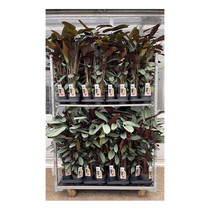 <h4>Ctenanthe 17Ø 95cm</h4>