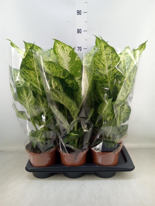 <h4>Dieffenbachia  'Mars'</h4>