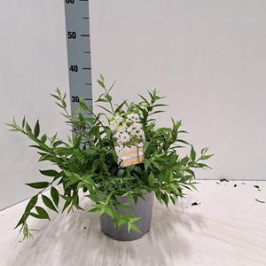 Deutzia crenata Nikko