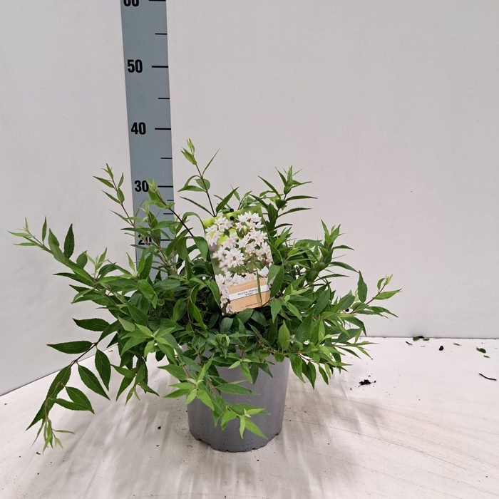 <h4>Deutzia crenata Nikko</h4>
