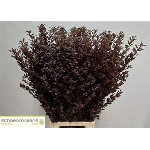 Physocarpus Op Sweet Cherry Tea