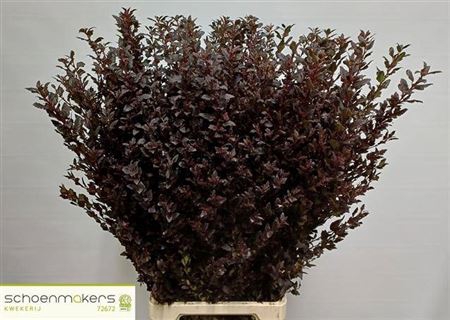 <h4>Physocarpus Op Sweet Cherry Tea</h4>