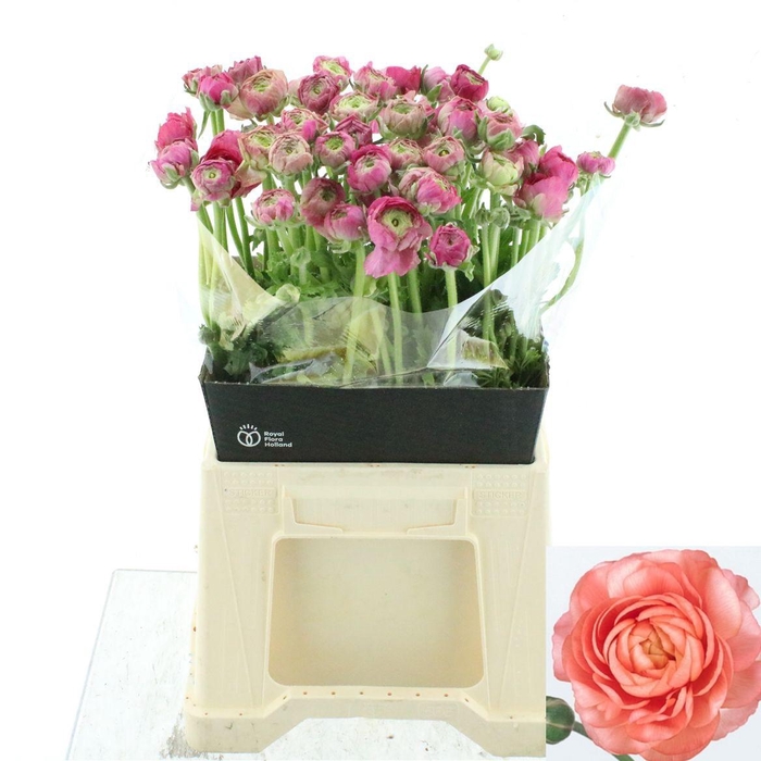 <h4>RAN EL DARK PINK</h4>