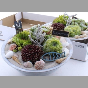 ARR SEMPERVIVUM
