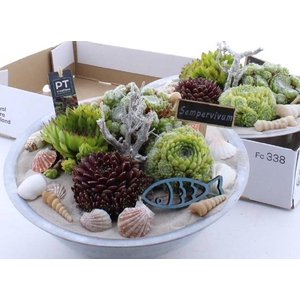 ARR SEMPERVIVUM