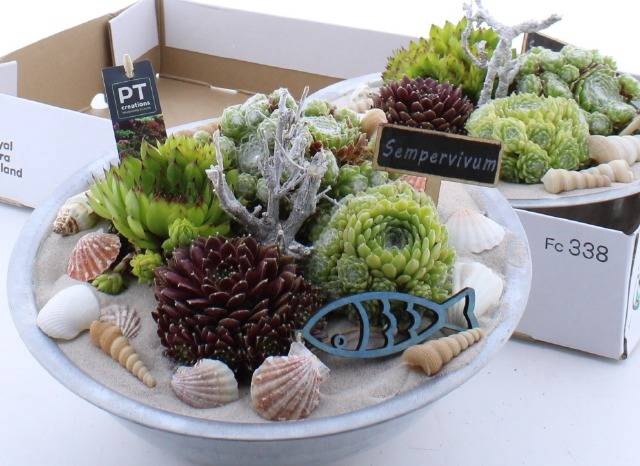 <h4>ARR SEMPERVIVUM</h4>