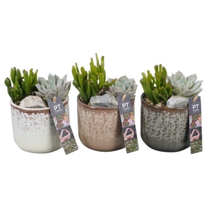 PTSU6104 Arrangementen succulenten