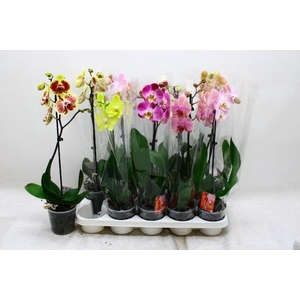 PHAL GEM