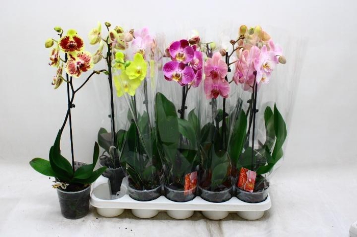 <h4>PHAL GEM</h4>