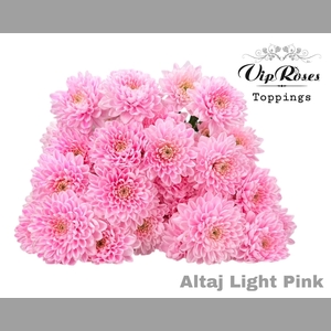 CHR T ALTAJ LIGHT PINK