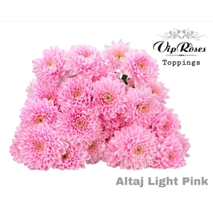CHR T ALTAJ LIGHT PINK