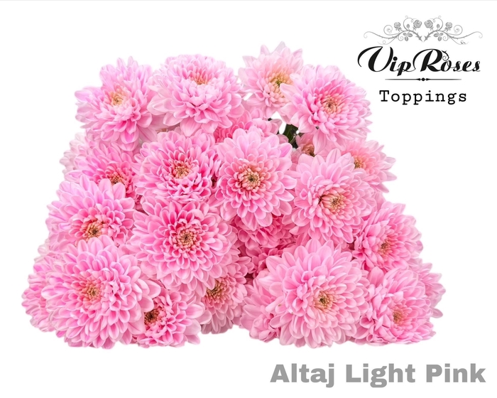 <h4>CHR T ALTAJ LIGHT PINK</h4>