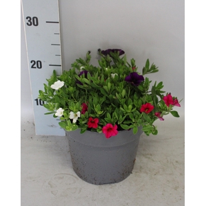 Perkplanten 19 cm Calibrachoa callie Mix Blue, White, Rose